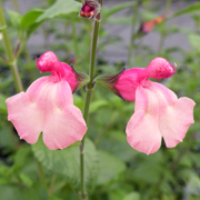 Salvia Strawberries & Cream